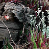 SmugMug > all-time keyword > vegetation > Photo by Elyse Hoyt ©Thru Her Eyes Images™ All rights reserved