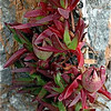 SmugMug > all-time keyword > vegetation > Photo by Elyse Hoyt ©Thru Her Eyes Images™ All rights reserved